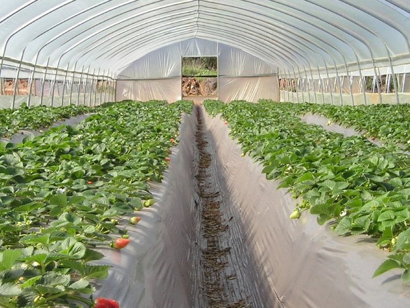 greenhouse 3 800x600