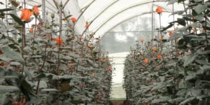roses in a greenhouse